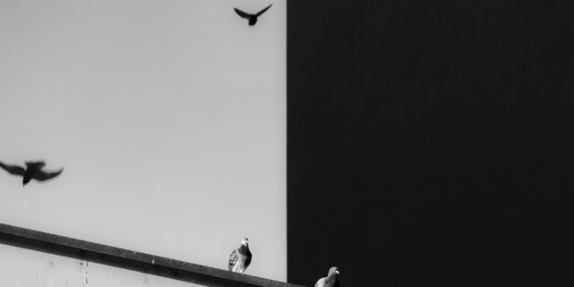 Schwar-weiss Bild mit starkem Kontrast. Rechts fliegen schwarze Vögel vor weissem Hintergrund, links sitzen weisse Vögel auf einem Hausdach vor einem schwarzen Hintergrund.