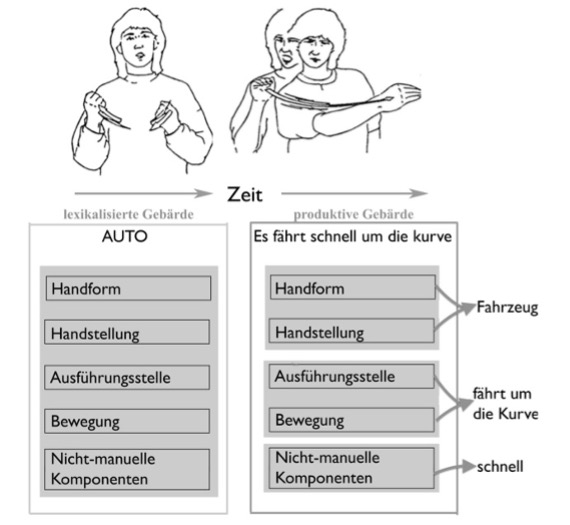 lexikalisierte Gebärde "Auto" ist eine Bewegung. Die anschliessende produktive Gebärde steht für "Es fährt schnell um die Kurve". Dabei stehen Handform und Handstellung für das Fahrzeug, die Ausführungsstelle und Bewegung symbolisieren das Um-Die-Kurve-Fahren und die nicht manuellen Komponenten geben einen Hinweis auf die schnelle Geschwindigkeit.